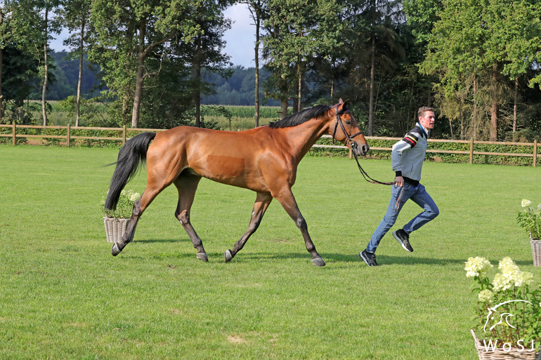 Photo © Jenny Abrahamsson for World of Showjumping.