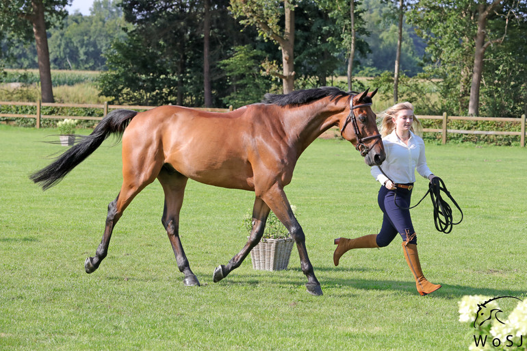 Photo © Jenny Abrahamsson for World of Showjumping.