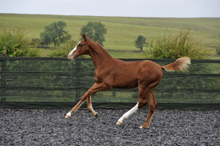 Science Supplements Bolesworth Elite Foal & Embryo Online Auction