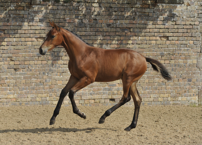 Science Supplements Bolesworth Elite Foal & Embryo Online Auction