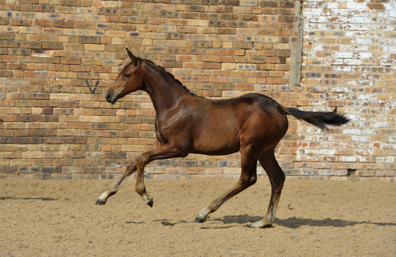 Science Supplements Bolesworth Elite Foal & Embryo Online Auction