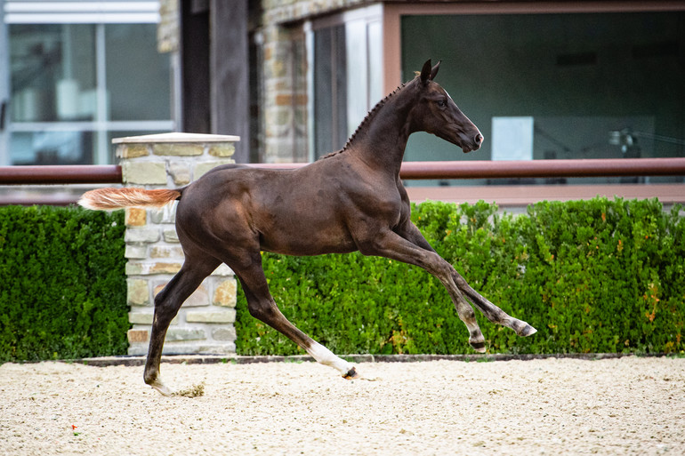 Calgary Z (Carrera VDL x Tangelo van de Zuuthoeve)