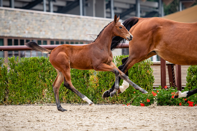 Akameta VDL Z (Aganix du Seigneur x Mr. Blue)