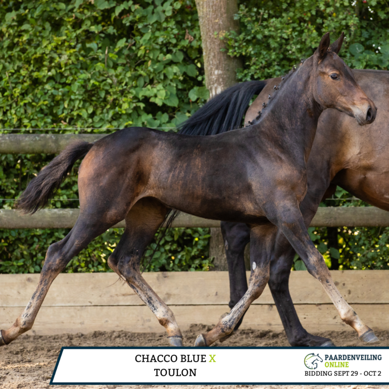 Rihanna GP (ICSI) by Chacco-Blue x Toulon