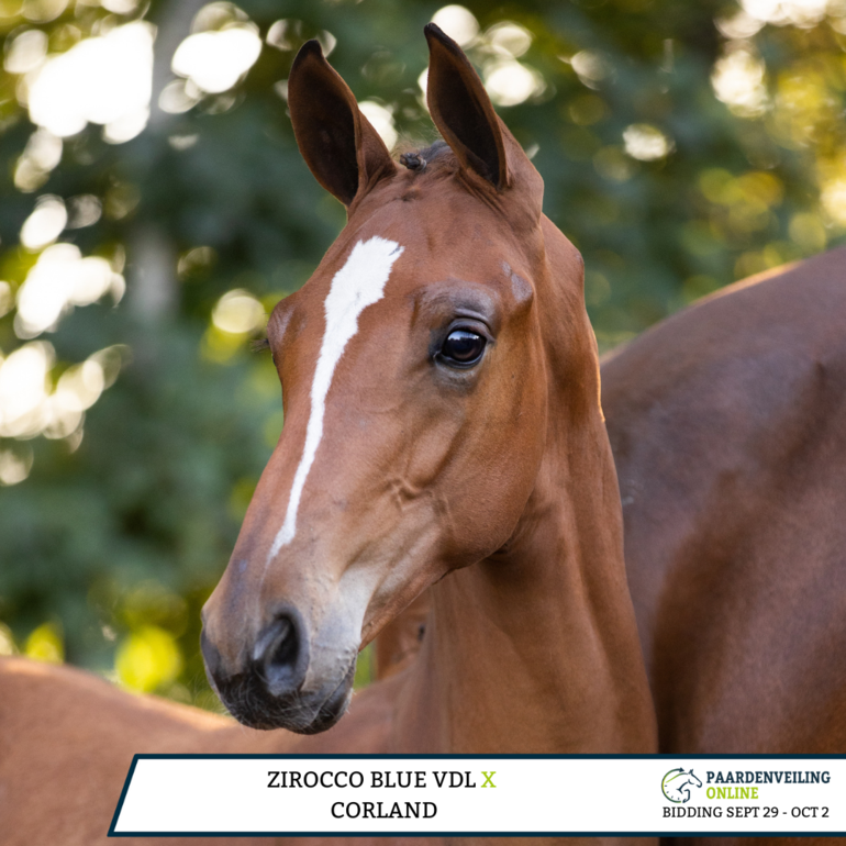 Rudimental K by Zirocco Blue VDL x Corland