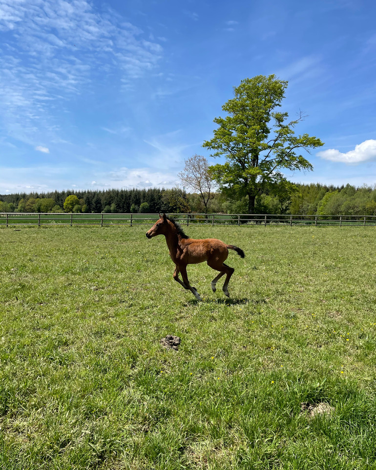 Haras de Prepinson