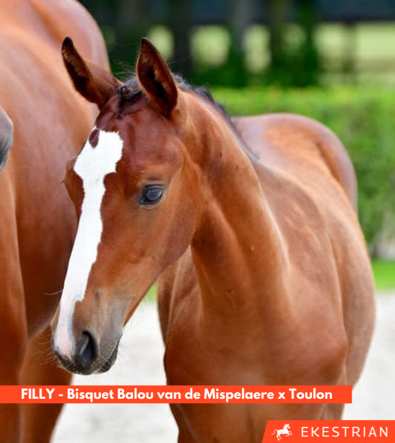 Bisquet Balou van de Mispelaere x Toulon