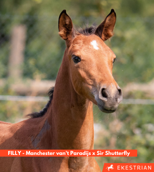 Manchester van't Paradijs x Sir Shutterfly