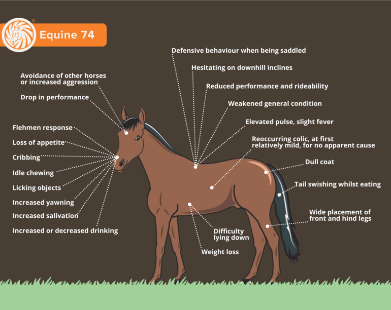 Equine 74 Gastric