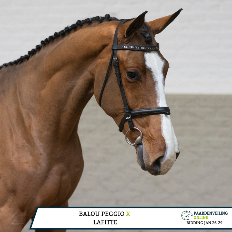 Balougio - Balou Peggio x Lafitte