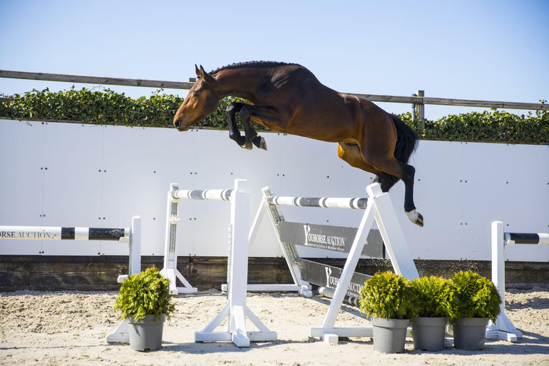 3-year-old Thurbo van ’t Palmenhof (Eldorado vd Zeshoek x Feinschnitt I)