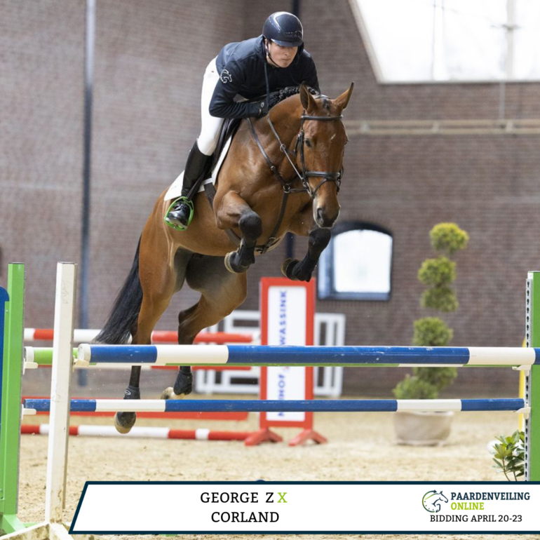 Almost 25 top quality showjumpers selected in the next 