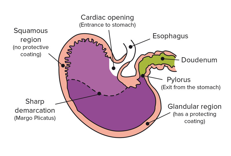 Equine 74 Gastric