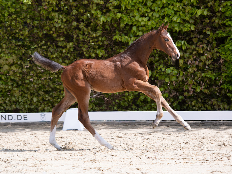 Holsteiner Foal Auction Sale