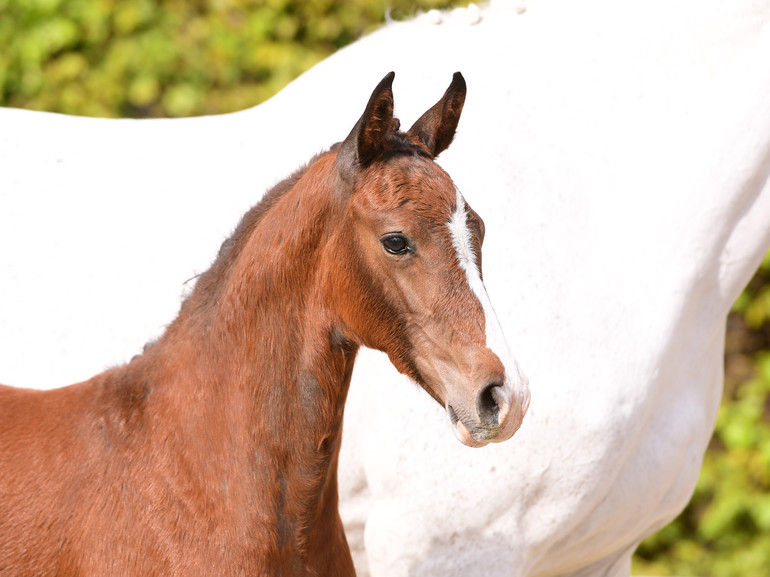 Holsteiner Horse Days