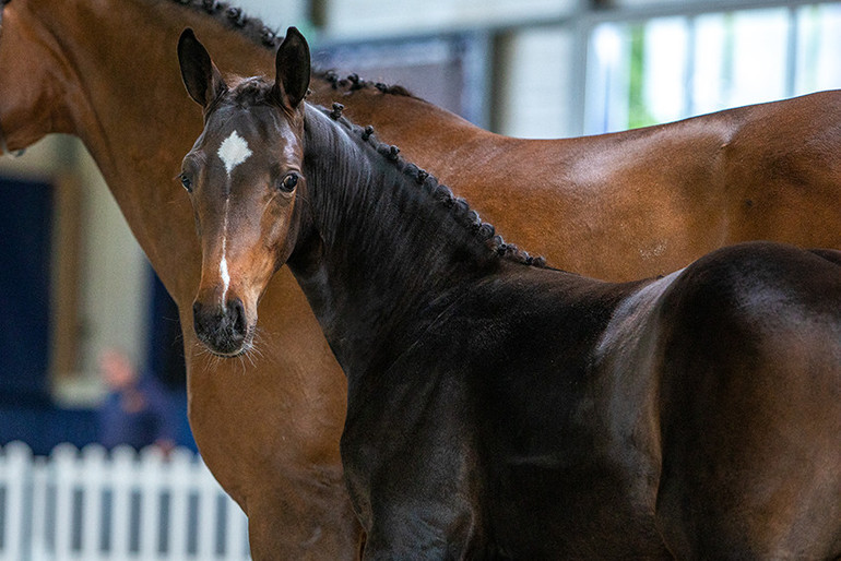 Grønland kompression stakåndet ¾ sister of Levis de Muze, offspring by Carrera de Muze, Centa de Muze,  Panama du Seigneur, 1.60m Grand Prix mares... | World of Showjumping