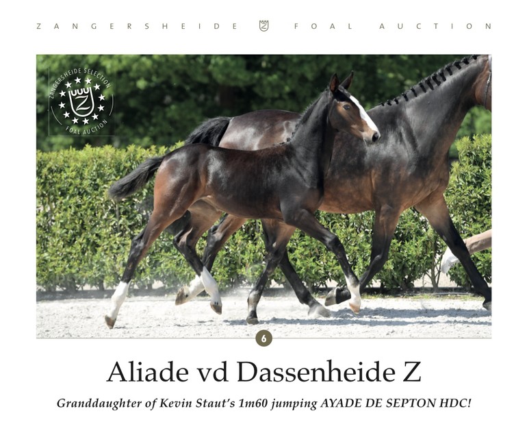 Aliade vd Dassenheide Z (Aganix du Seigneur Z x Del Piero P&B)