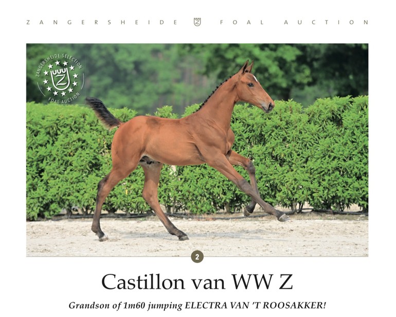 Castillon van WW Z (Cumano x Kashmir van Schuttershof)