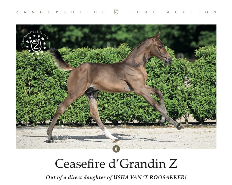 Ceasefire d’Grandin Z 