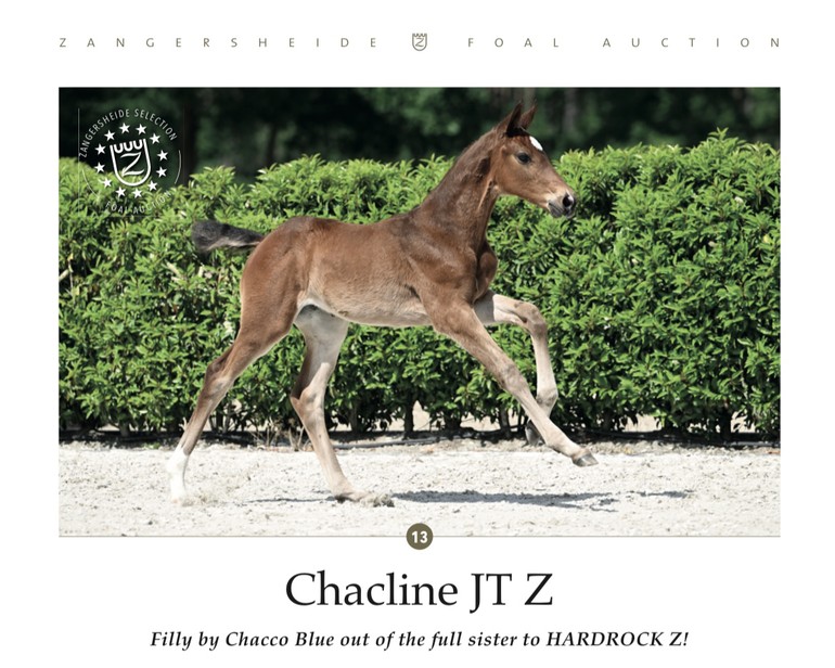 Chacline JT Z (Chacco Blue x Heartbreaker)