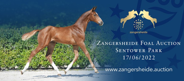 Zangersheide Live Foal Auction 