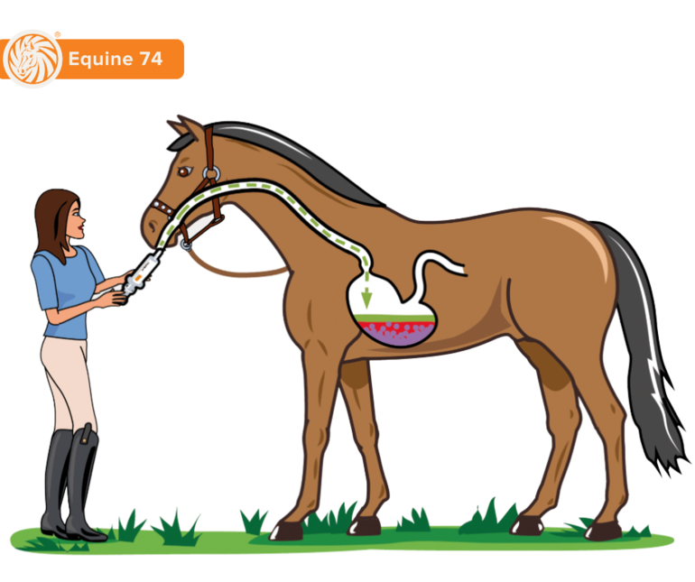 Photo © Equine 74 Gastric