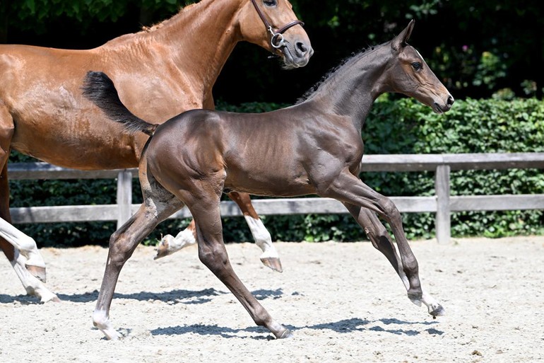 Chacin van de Berghoeve Z (Cornet Obolensky x Andiamo)