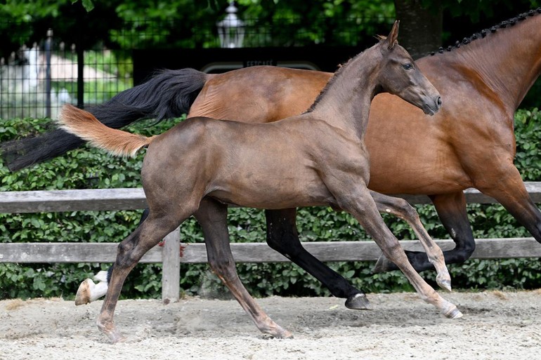 What About Me EH (Baloubet du Rouet x Darco)