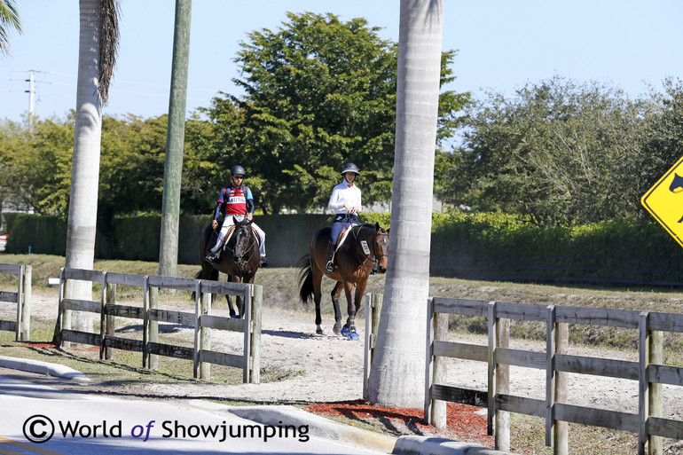 Winter Equestrian Festival