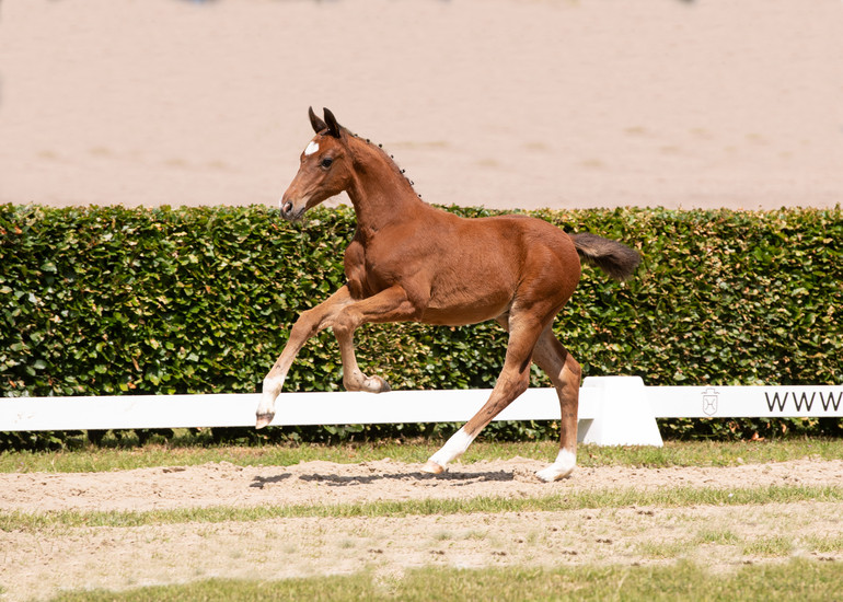 Holsteiner Foal Auction