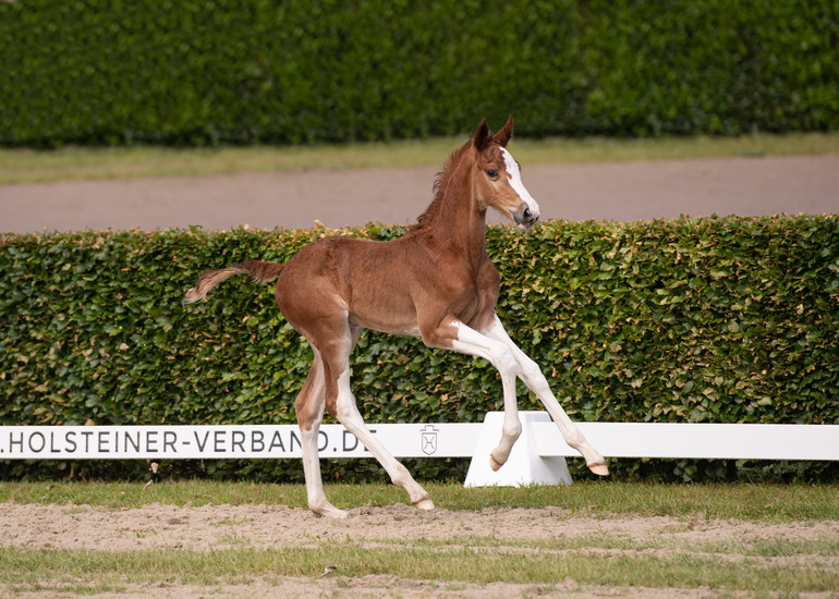 Holsteiner Foal Auction