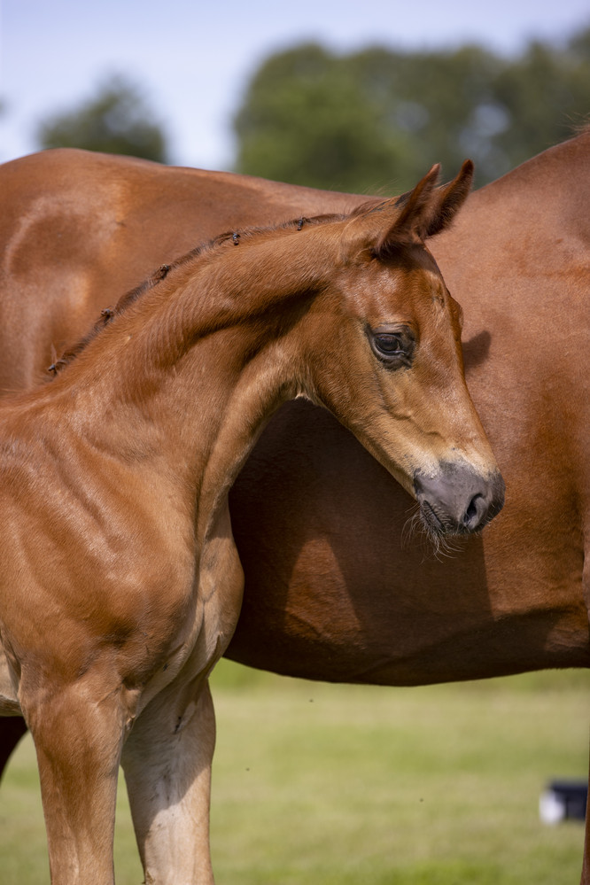 Chacco Blue stallion x halfsister Explosion W