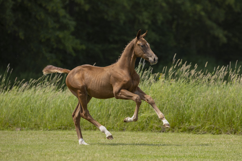 Chacco Blue filly x Damline Mylord Carthago