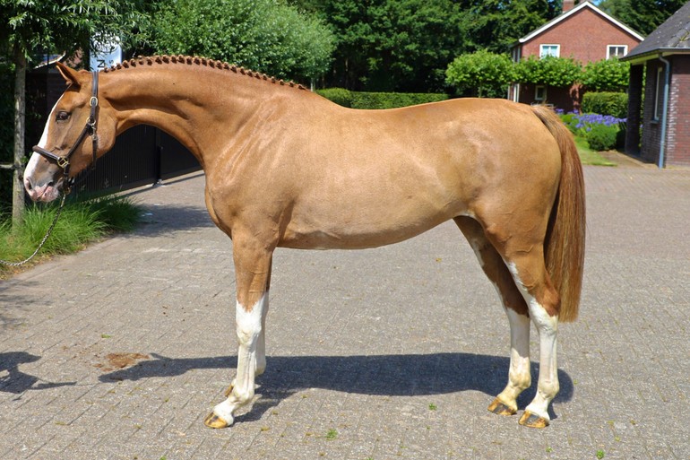 Photo © Dutch Horse Trading 