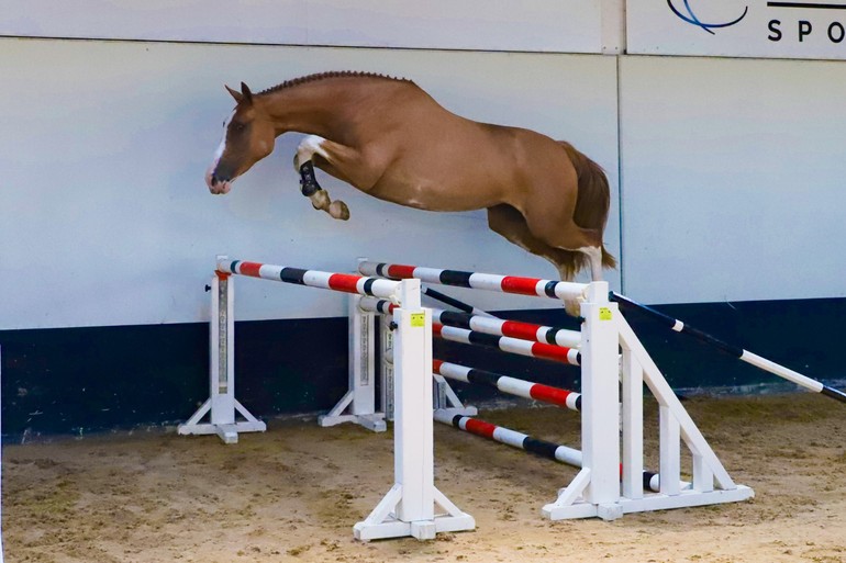 Photo © Dutch Horse Trading 