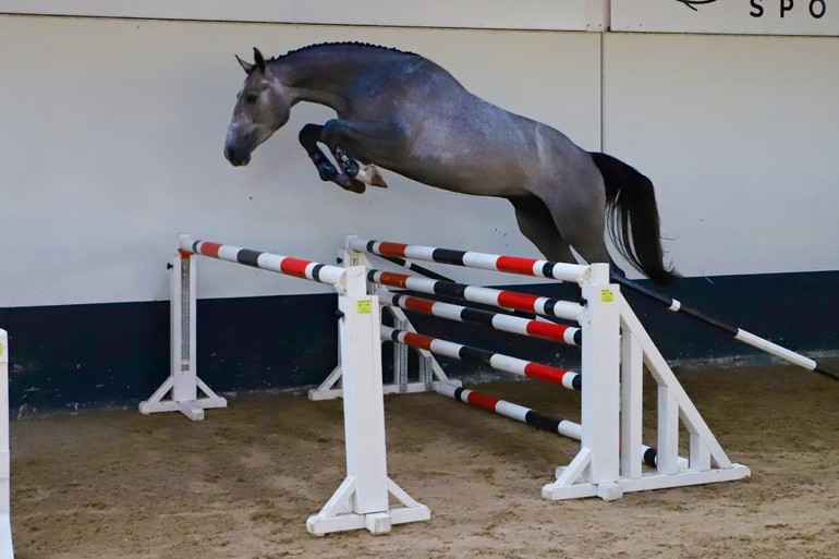 Photo © Dutch Horse Trading 