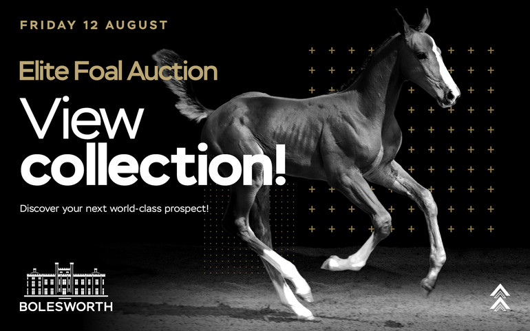 Bolesworth Elite Foal Auction