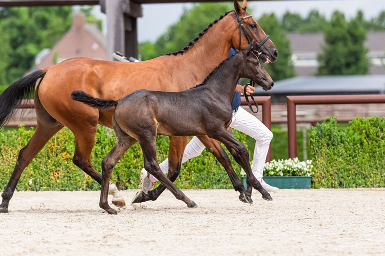 Triomphe de la Vie Z