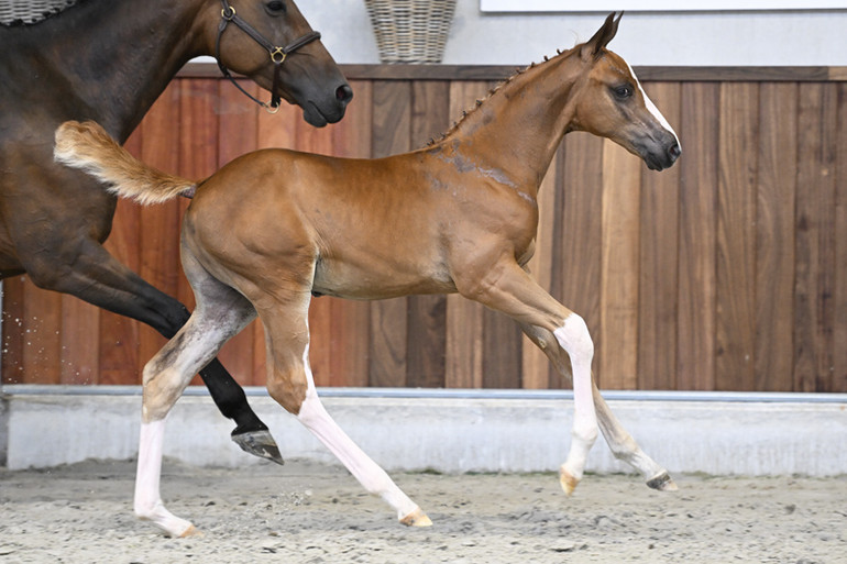 Colt by Emerald 