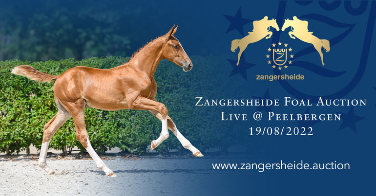 Zangersheide Foal Auction