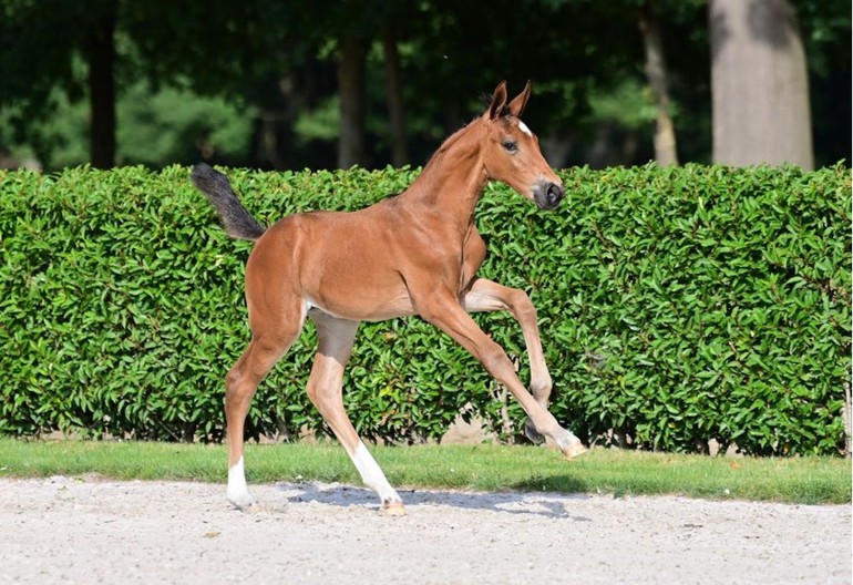 Eliv De Nyze Z (Emerald x Heartbreaker) 