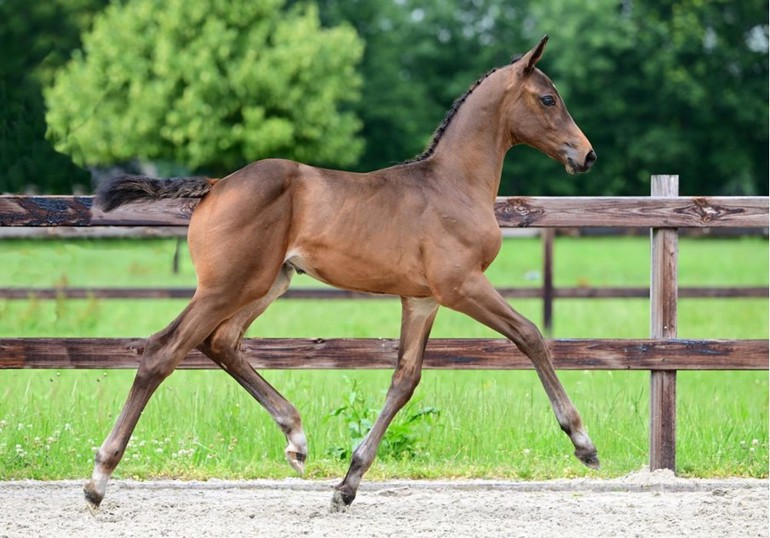 Chalisco Blue HRC Z (Chacco Blue x Baloubet Du Rouet) 