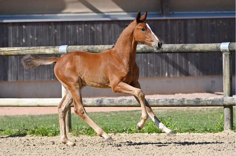 Heaven De Will Z (Heartbreaker x Vigo d’Arsouilles) 