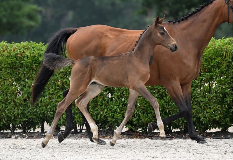 Olly vh Zand Z (Orak d’Hamwyck x Rubens du Ri d’Asse) 