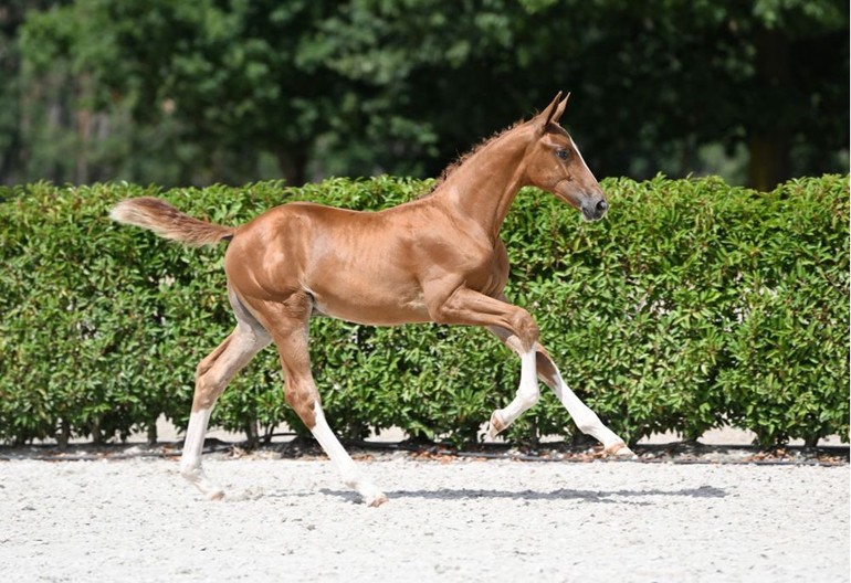 Baloubet’s Pearl Z (Baloubet du Rouet x Emerald) 