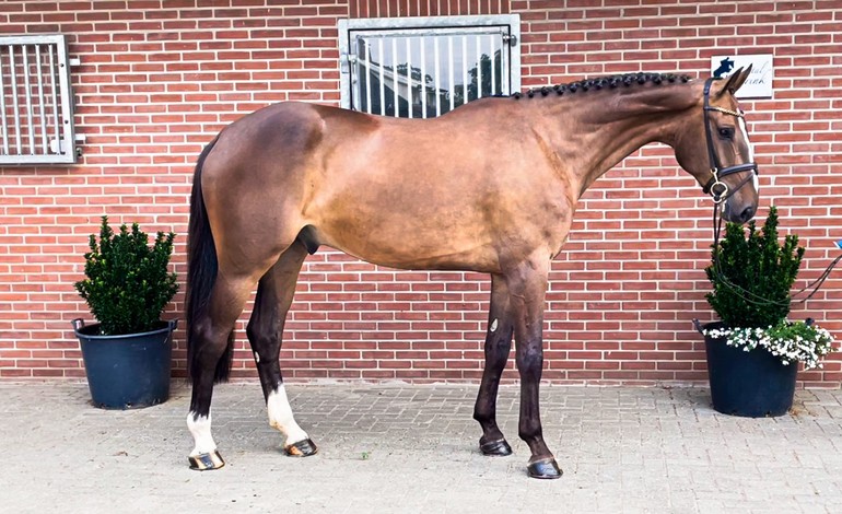 Dutch Horse Trading