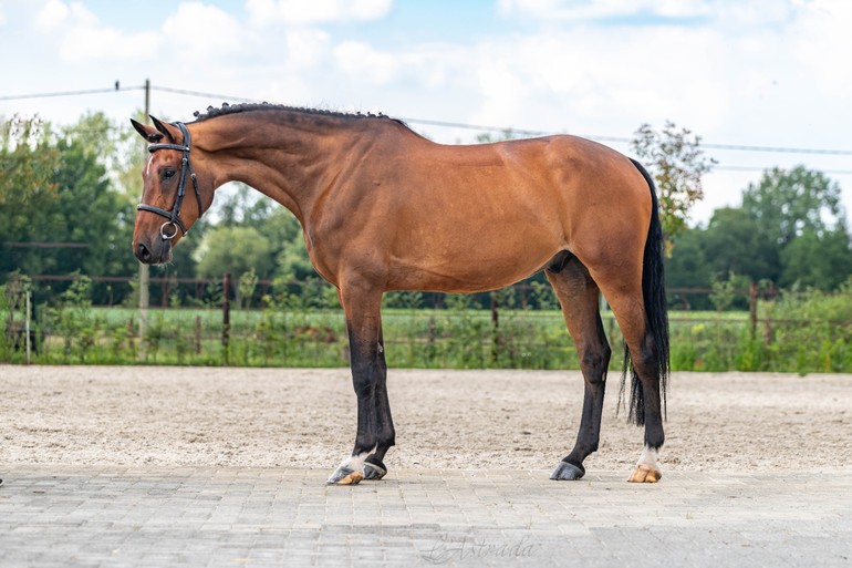 Dutch Horse Trading