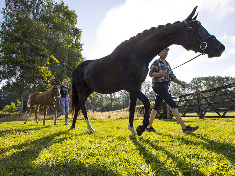 Foal Auction Prinsjesdag