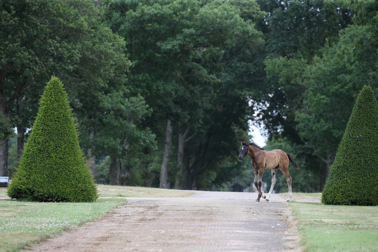 Haras de Hus