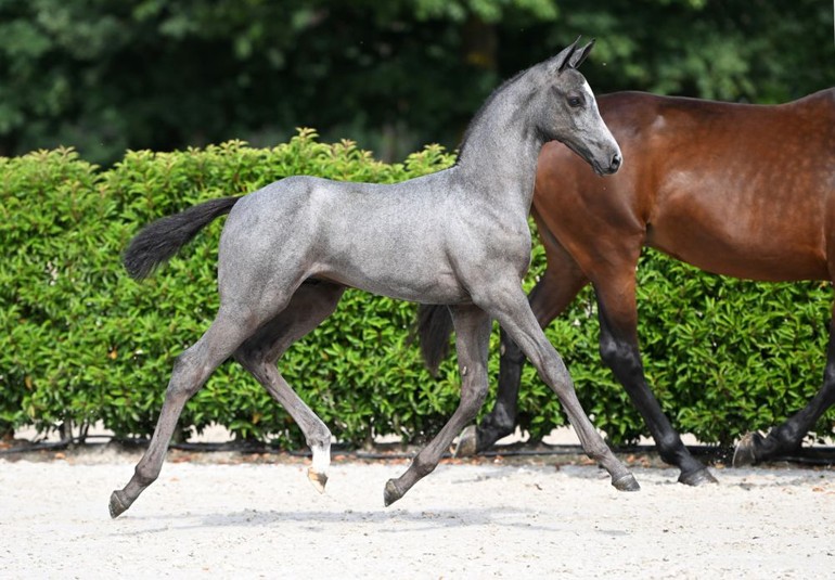 𝗖𝗛𝗜𝗩𝗔𝗦 𝟮𝟬𝟬𝟬 𝗭 (Cornet Obolensky x Cassini I) 